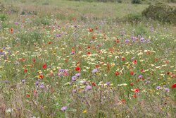 2024-10-11 NAJU Blumenwiese