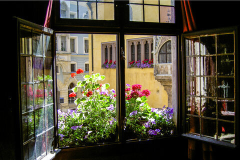 2025-09-02_Fenster Blumen_PICT5952